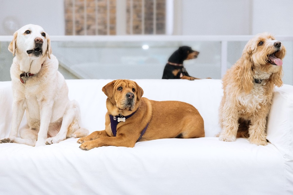 Sledge dogs photographed by Alessandro Fasciglione